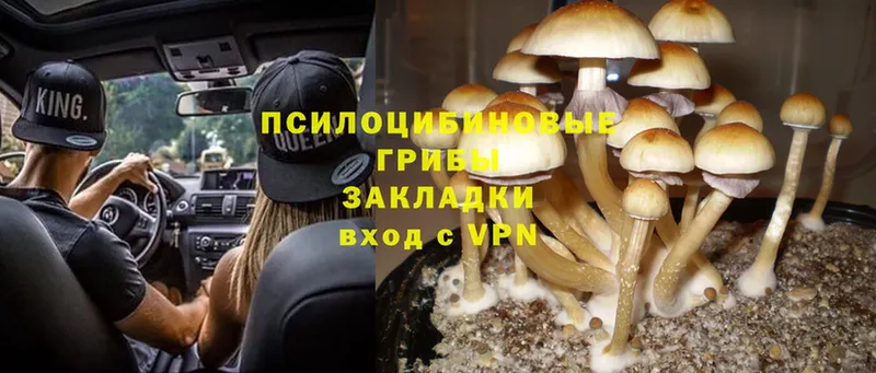 Галлюциногенные грибы MAGIC MUSHROOMS  Зеленоградск 